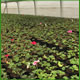 Produzione fiori e piante in serra e in pieno campo